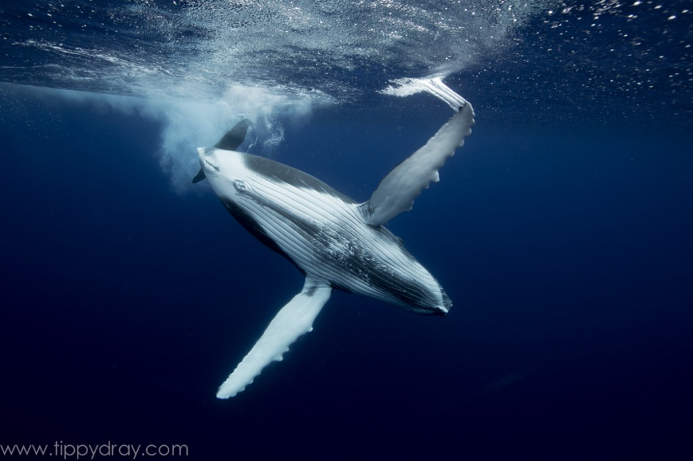 Humpback Whale | Tippy Dray