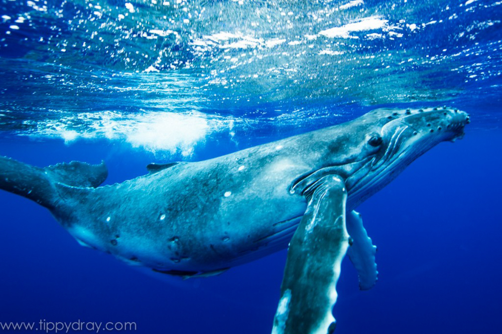 Humpback Whale | Tippy Dray